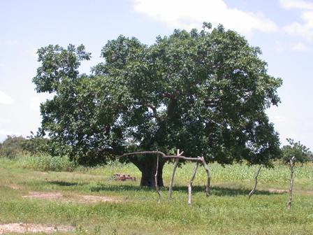 L'arbre de karité